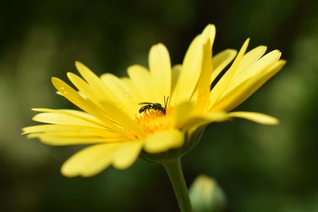 Welches Insekt mag meine Ringelblumen?