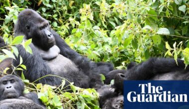 Gorilla habitats and pristine forest at risk as DRC opens half of country to oil and gas drilling bids