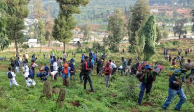 Ethiopia's national tree campaign underway with aim to plant 700 million seedlings in one day