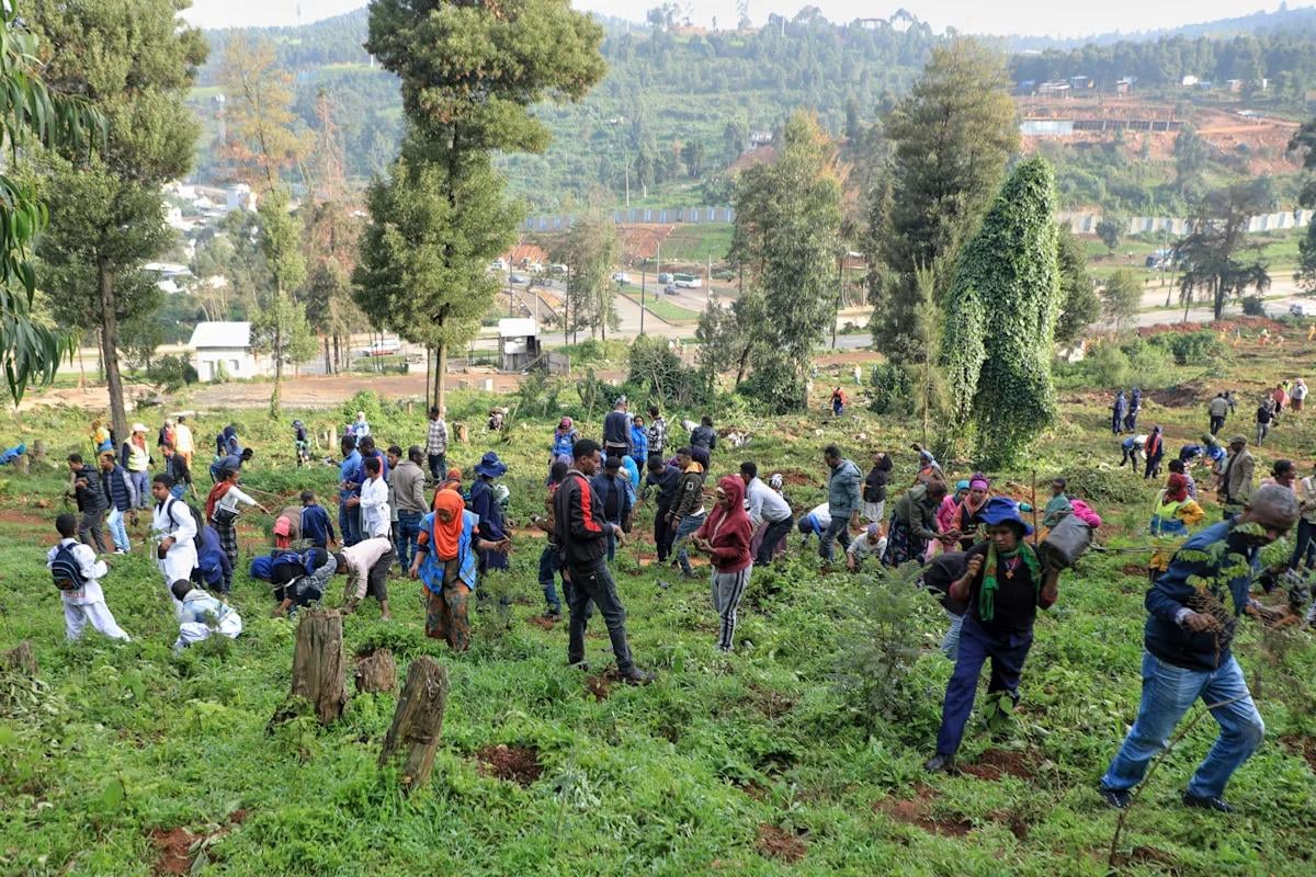 Ethiopia's national tree campaign underway with aim to plant 700 million seedlings in one day