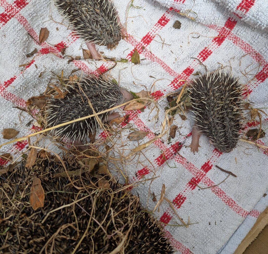 Found this mama hedgehog and her babies in my garden as I was clearing the bushes