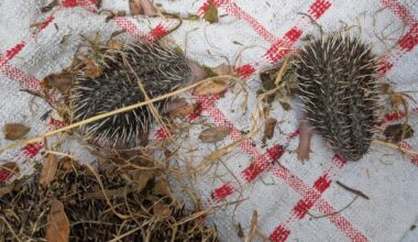 Found this mama hedgehog and her babies in my garden as I was clearing the bushes