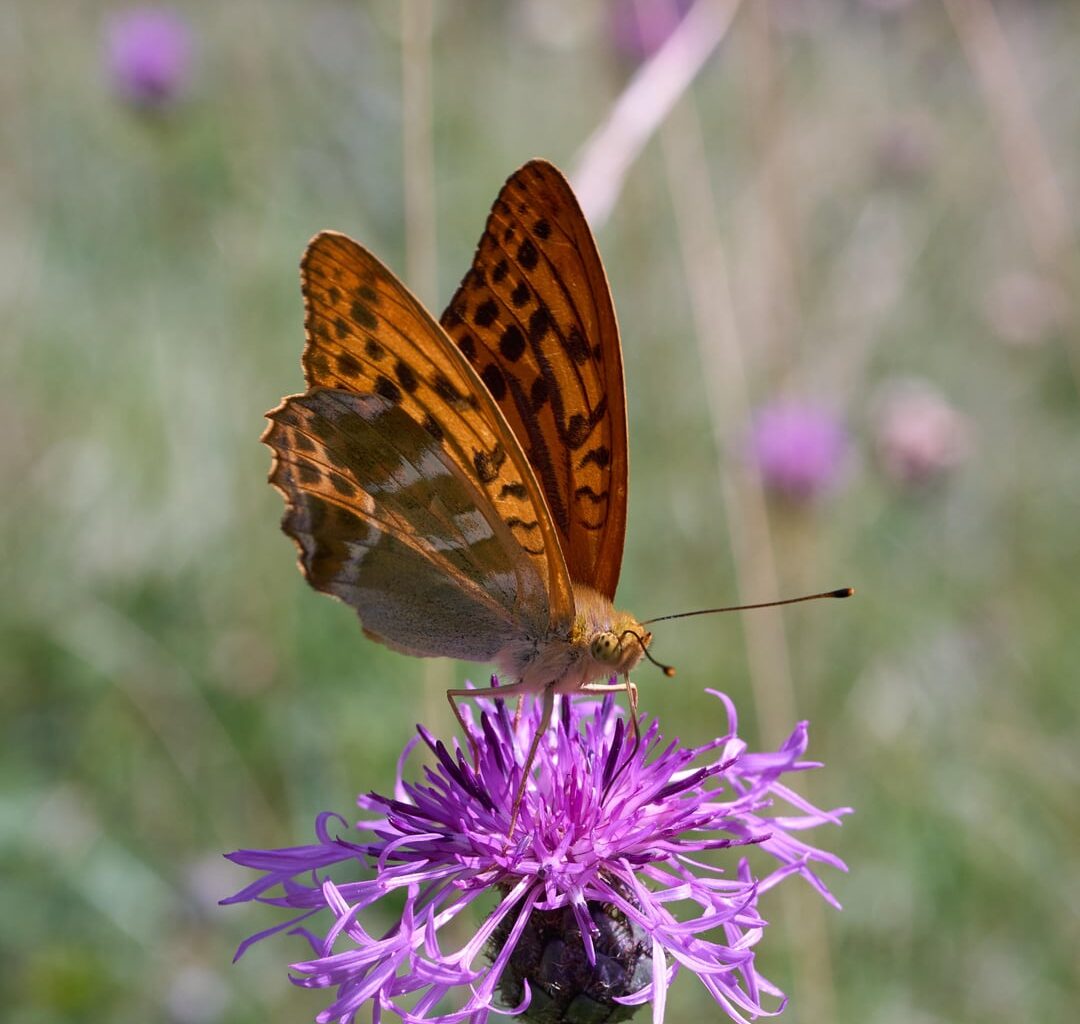 Schmetterlingsparadies Perchtoldsdorfer Heide