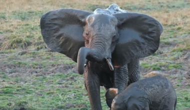'Thorough review' underway after NZ woman killed by elephant in Zambia