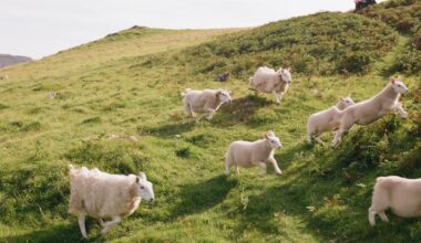 Photographs from Skye