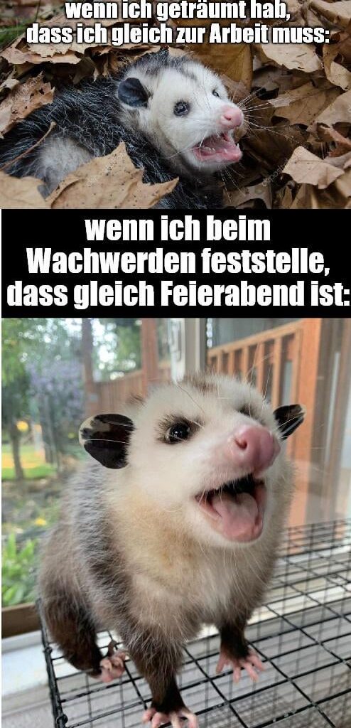 ich_iel