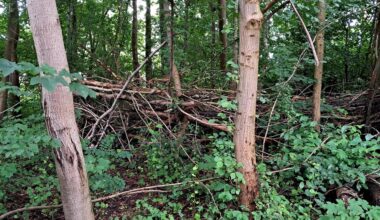 De er tilbage (måske)