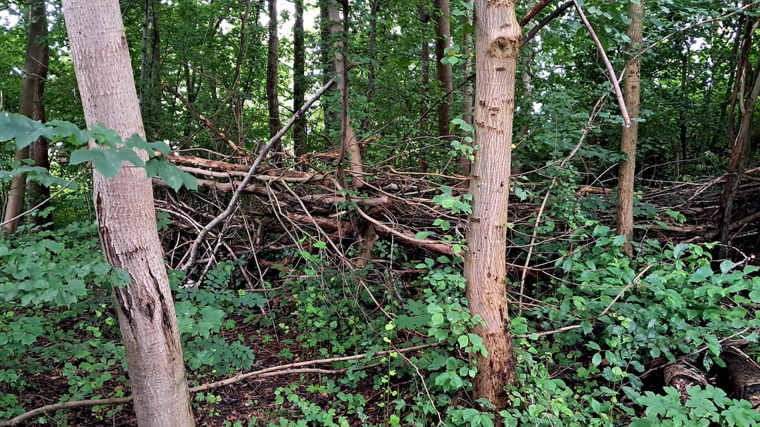 De er tilbage (måske)