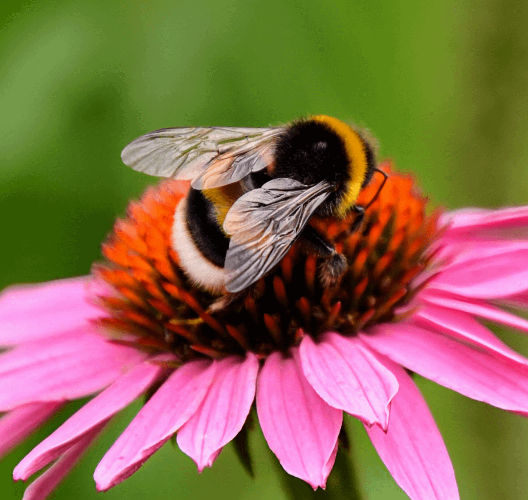 Happy Hummel
