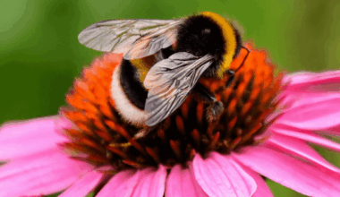 Happy Hummel
