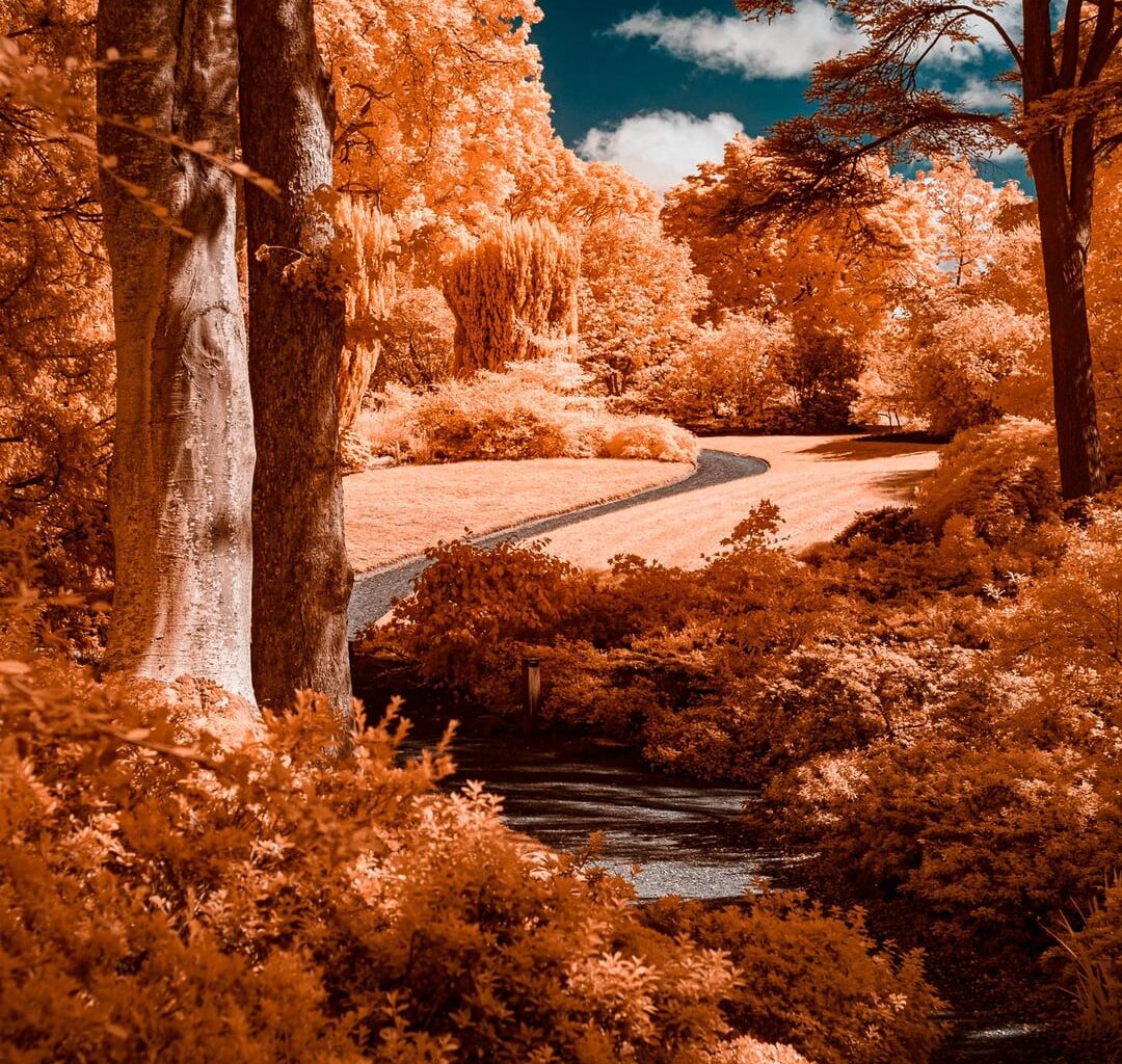 The beauty of Bodnant Garden in 590nm infrared