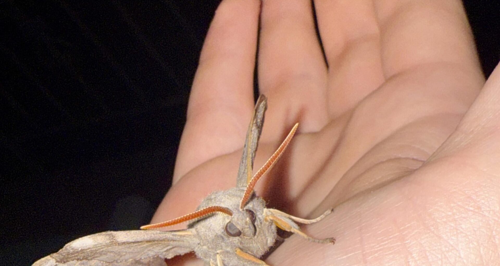 Neugieriger Freund