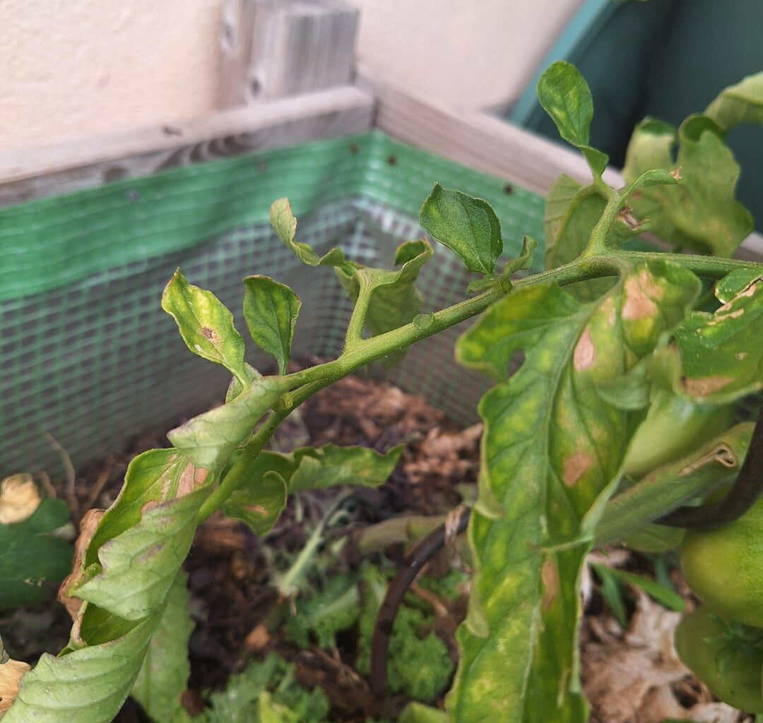 Was fehlt den Tomaten?