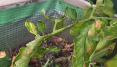 Was fehlt den Tomaten?