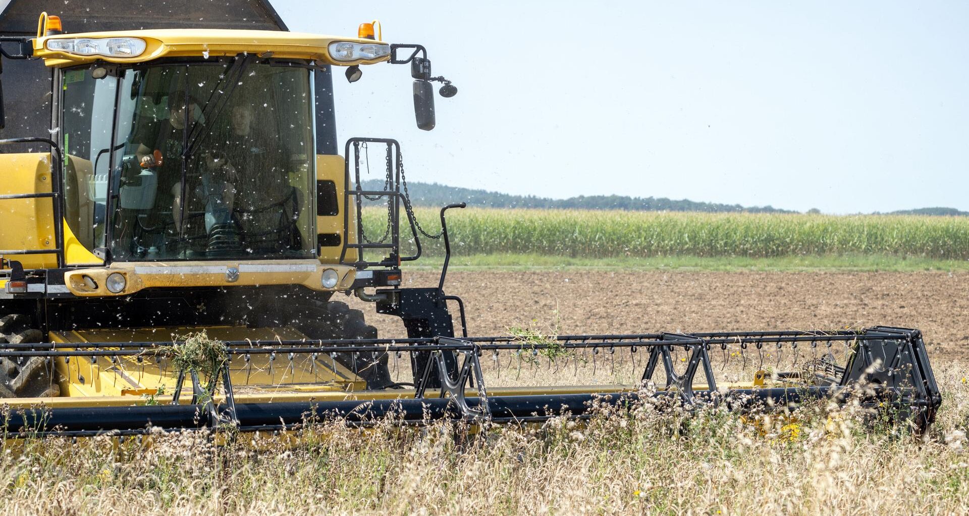 Ein Landwirt fährt mit einem Mähdrescher über ein Feld mit Bioweizen und holt die Ernte ein.