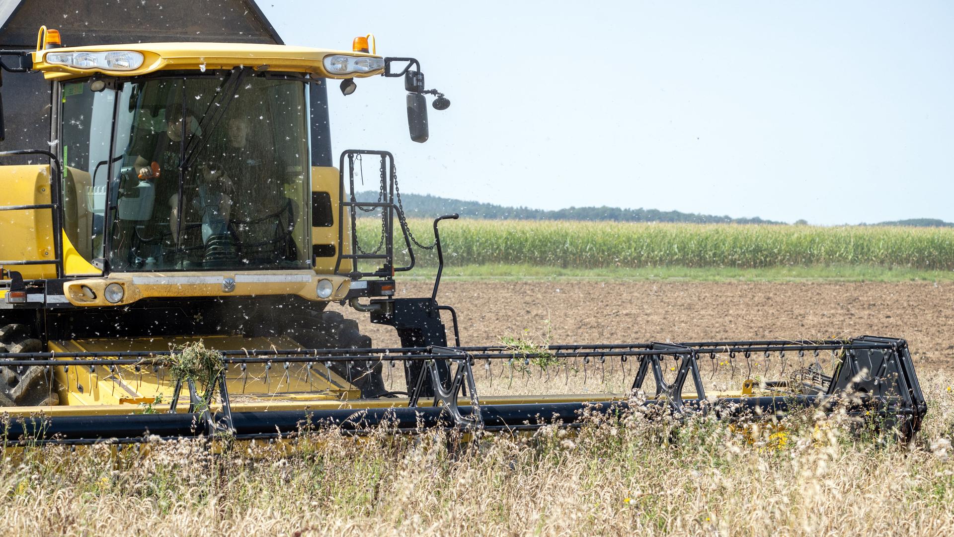 Ein Landwirt fährt mit einem Mähdrescher über ein Feld mit Bioweizen und holt die Ernte ein. Ein Landwirt fährt mit einem Mähdrescher über ein Feld mit Bioweizen und holt die Ernte ein.