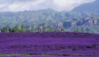 Tourism Boom in Brihuega, Spain: Weekend Overcrowding at Lavender Fields Leads to New Visitor Advice