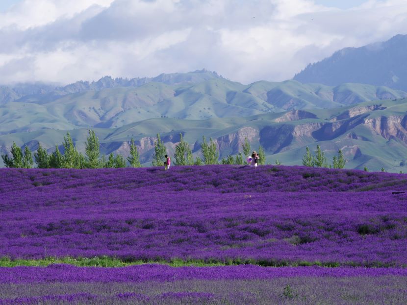 Tourism Boom in Brihuega, Spain: Weekend Overcrowding at Lavender Fields Leads to New Visitor Advice