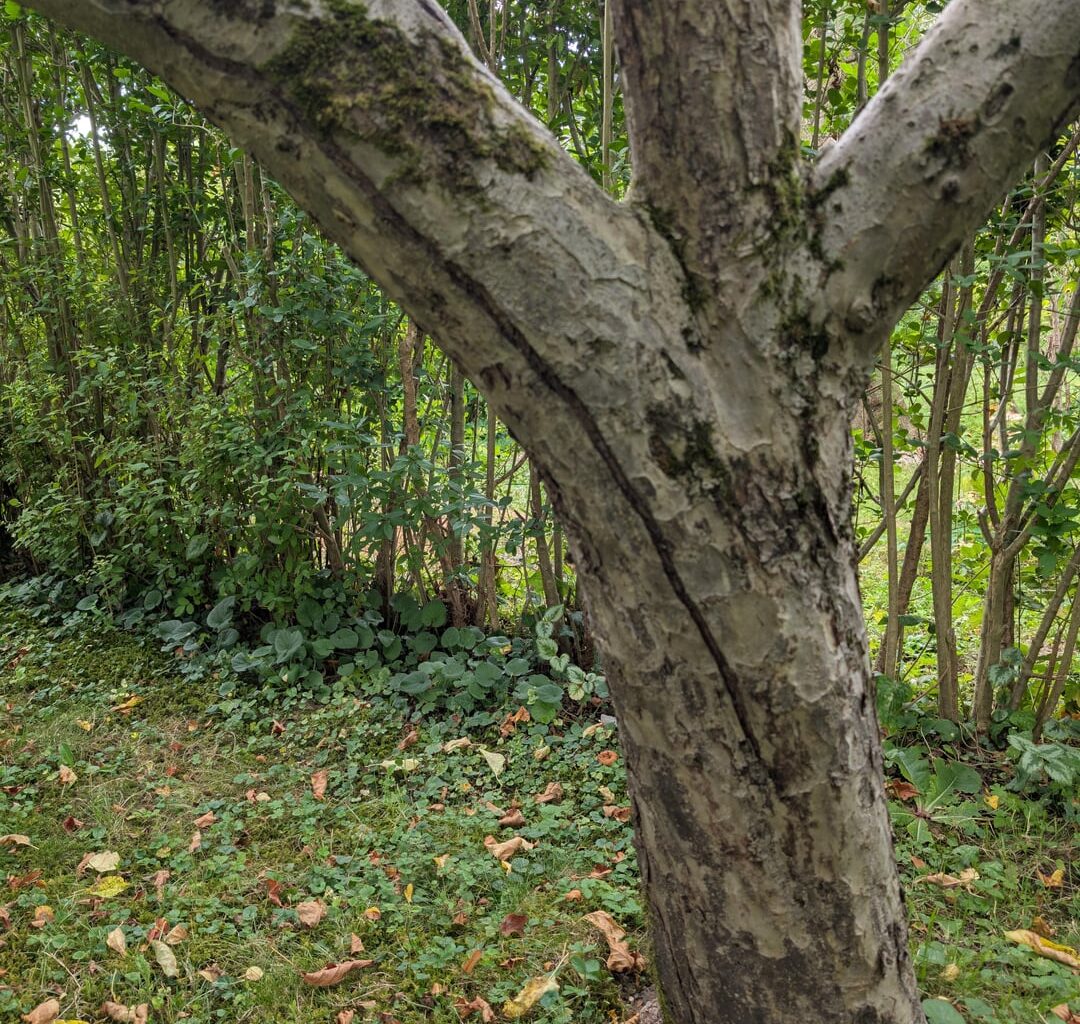 Apfelbaum riss
