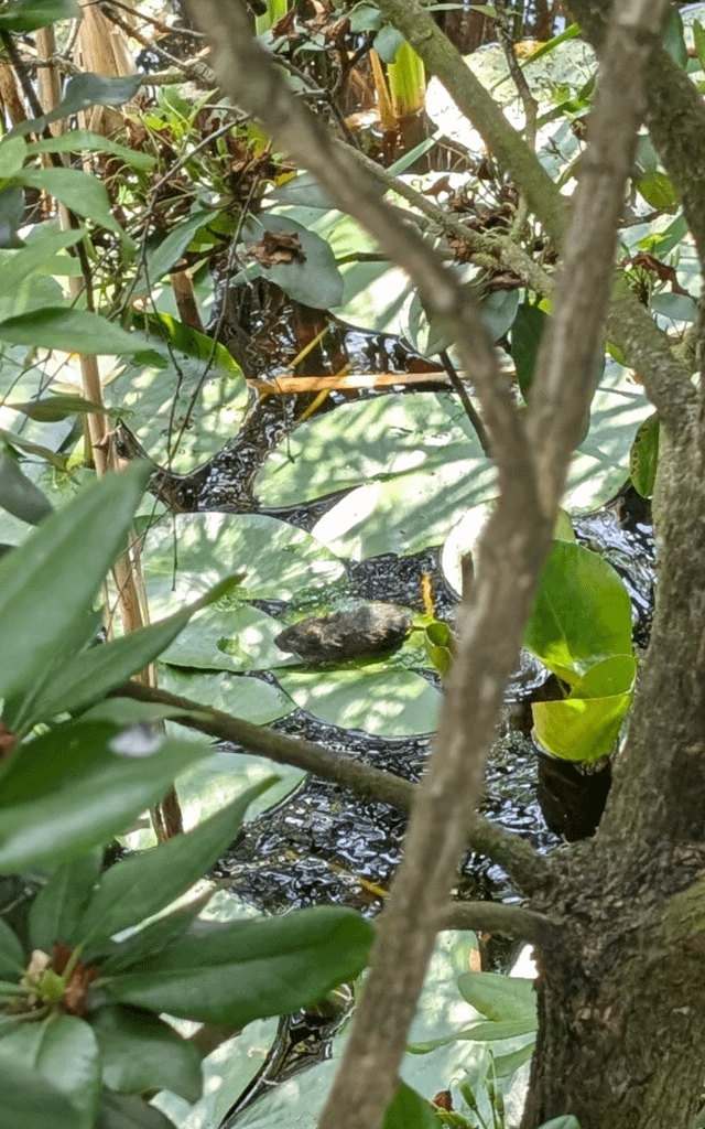 Habe heute (vermutlich) eine junge Bisamratte fotografieren können (Lüneburger Heide).