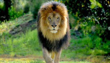 Man injured in struggle with escaped lion in southern Türkiye