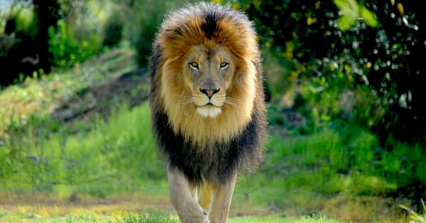 Man injured in struggle with escaped lion in southern Türkiye