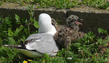 Eine lebhafte Sturmmöwen-Familie