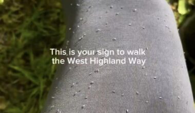 Help me! Midges, ticks