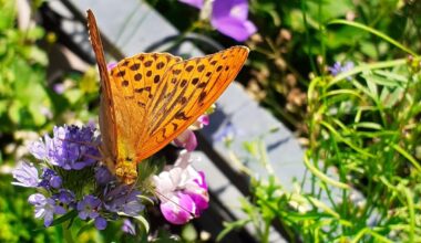 Kaisermantel zu Besuch am Balkon