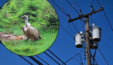 Griffon vulture dies after rare visit to Poland ends in power line tragedy