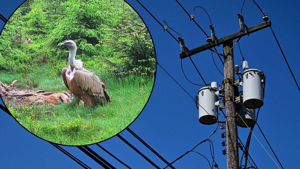 Griffon vulture dies after rare visit to Poland ends in power line tragedy