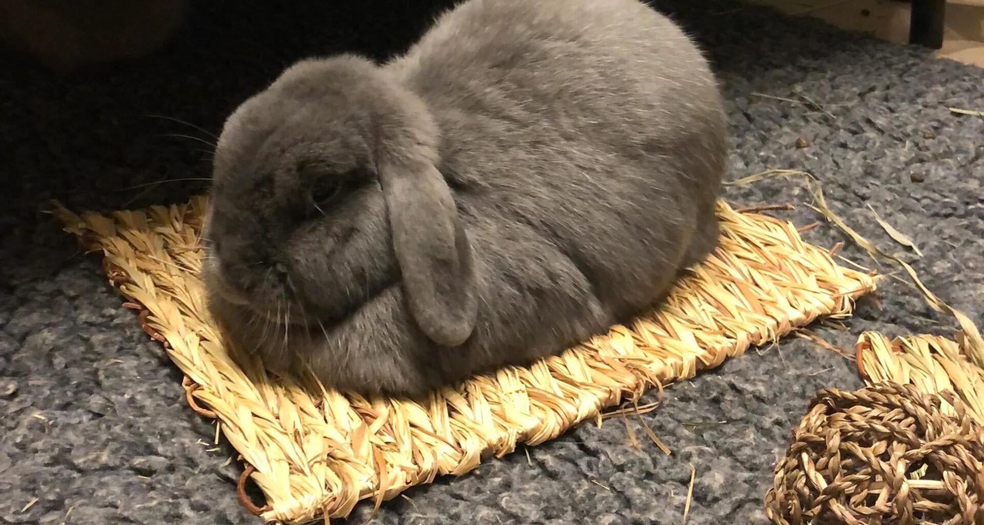 Lazy Sunday (20/07/25)
