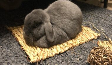 Lazy Sunday (20/07/25)