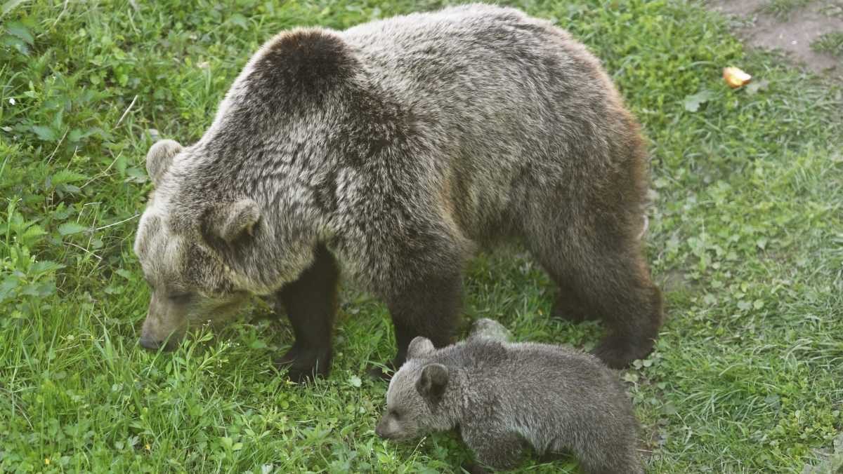 V obci pri Vranove nad Topľou sa pohybuje medvedica s mladými