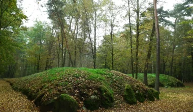 Poland wood