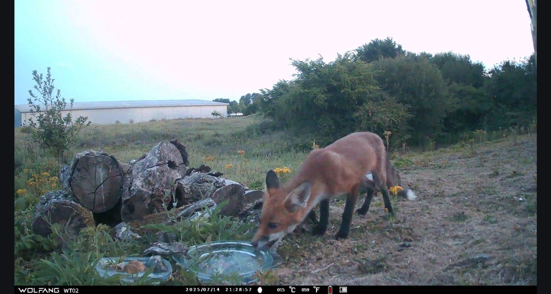 Second night of putting my new trail cam in the field behind my house and caught someone trying to steal the water bowl