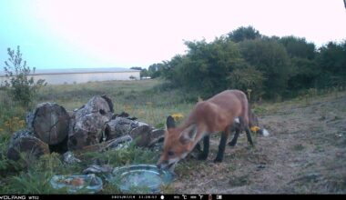 Second night of putting my new trail cam in the field behind my house and caught someone trying to steal the water bowl
