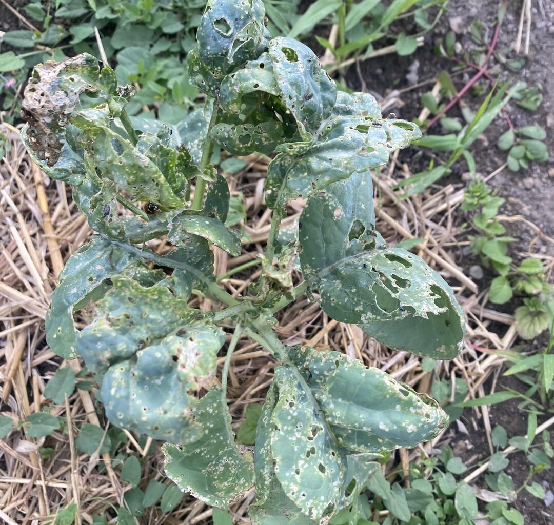 Was ist mit den Blumenkohl und Brokkoli los