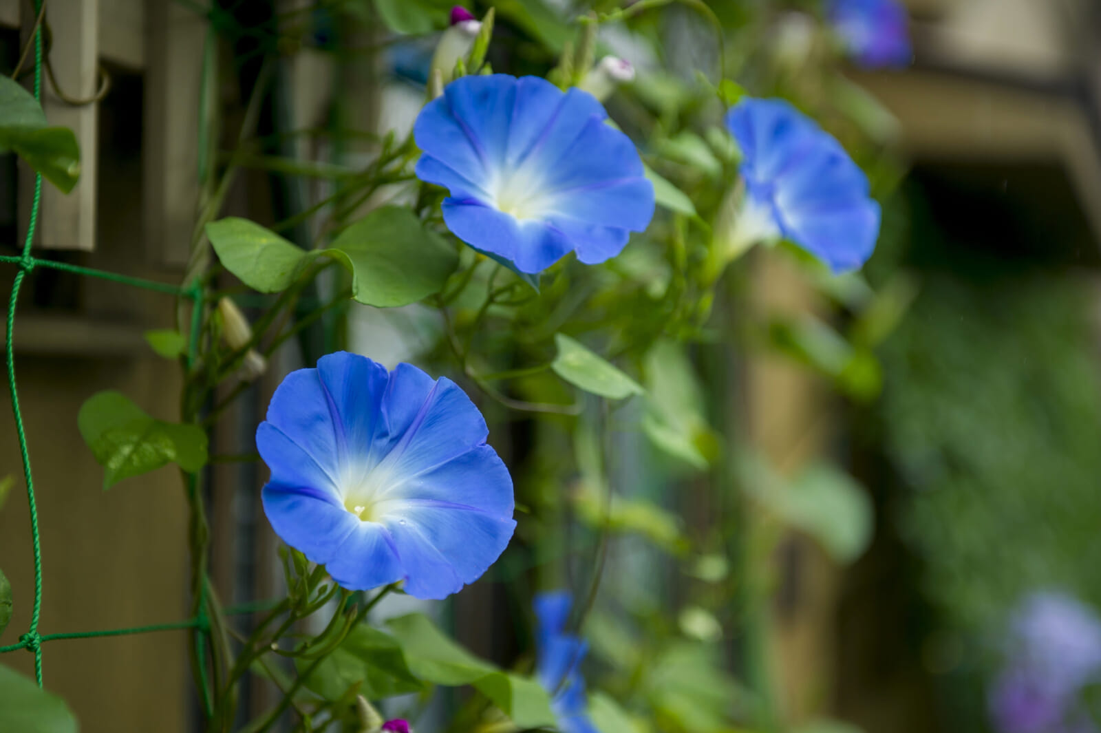 morning glory