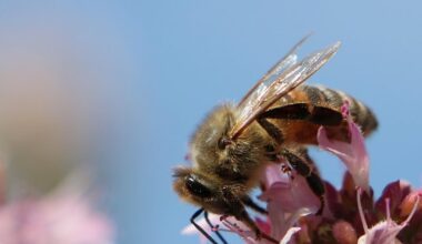 Oregano ist ein wahrer Bienenmagnet 🧲🐝