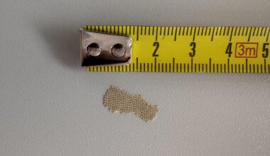 Von wem könnten diese Eier stammen?