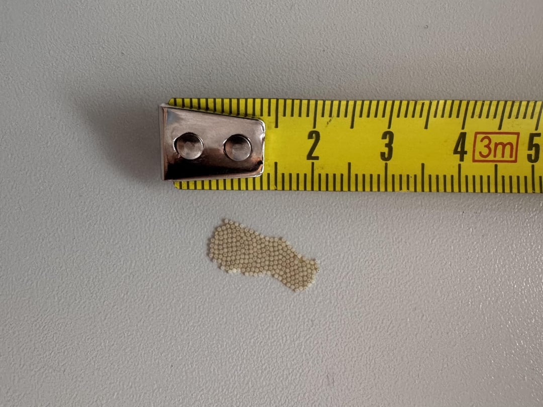 Von wem könnten diese Eier stammen?