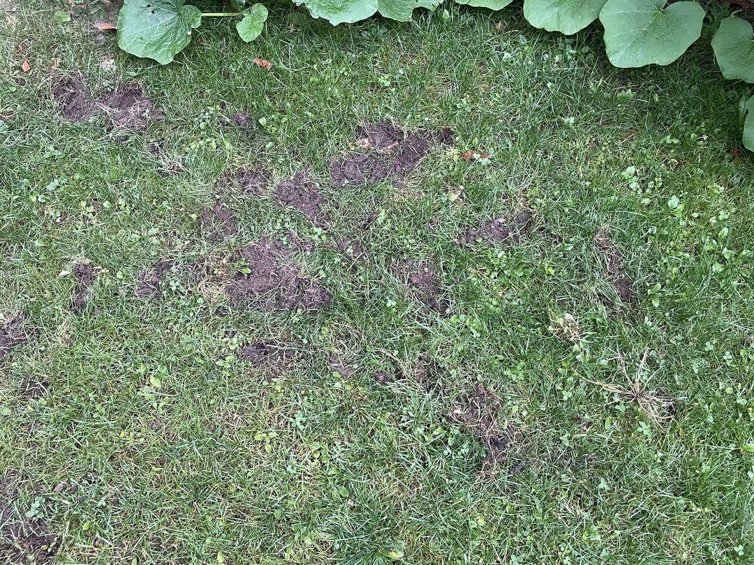 Was wühlt den Rasen auf?