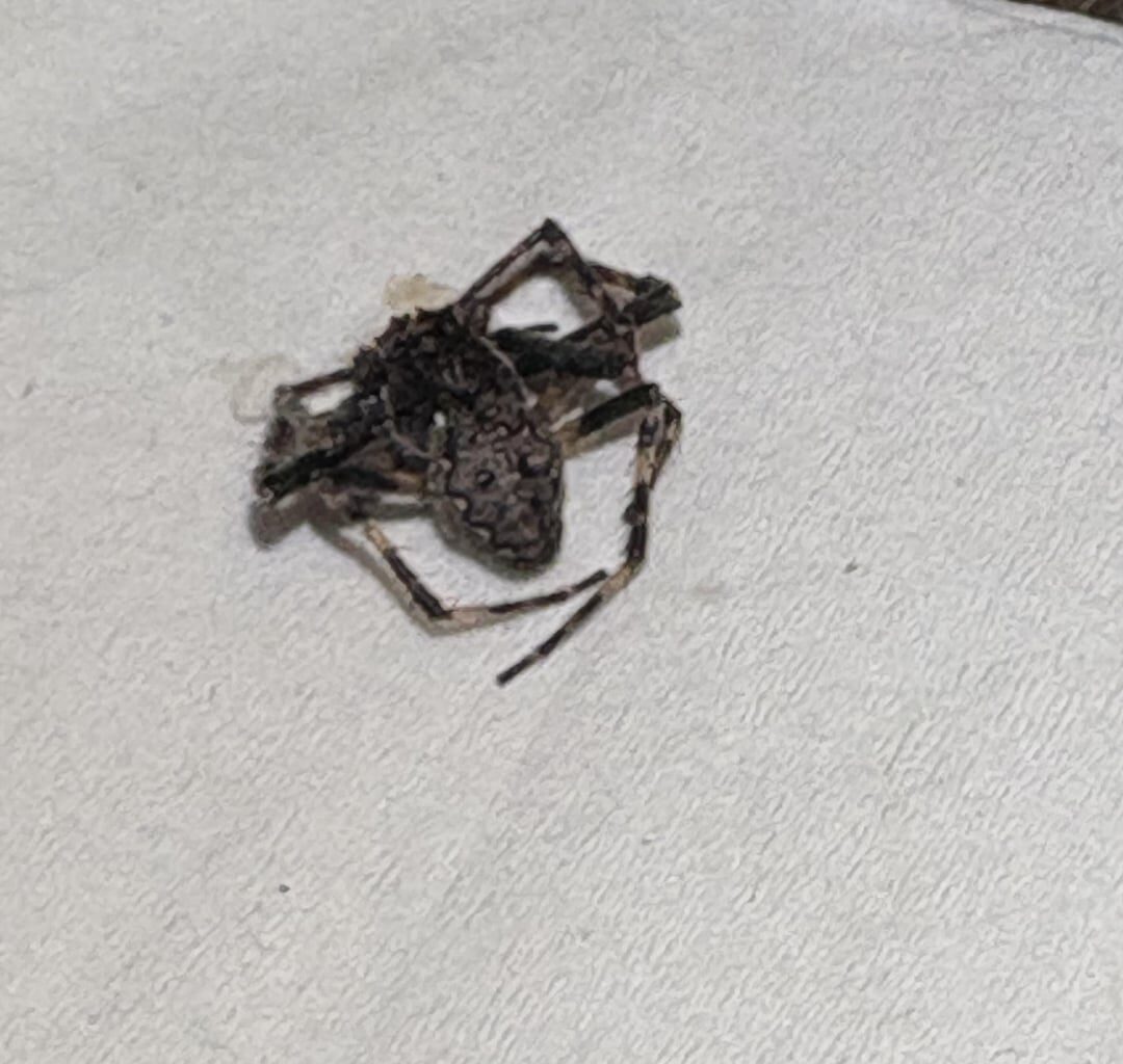 What is this spider?