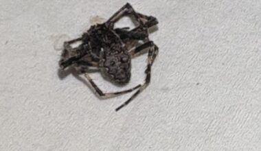What is this spider?