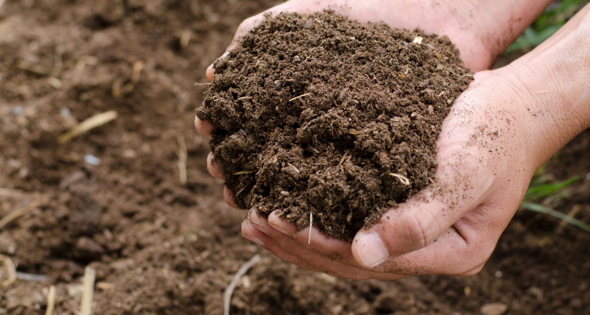 2025/07/nitrogen-soil.jpg