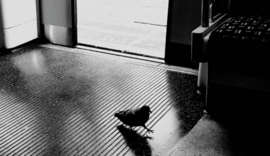 Just a small town bird, livin' in a lonely world, she took the Metro line going anywheeeere.