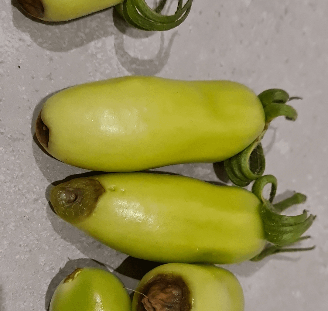 Was haben meine Tomaten?
