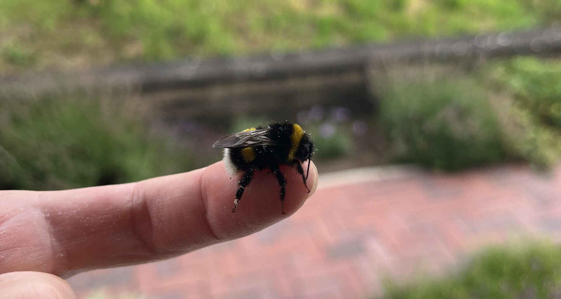 Kleine Hummel wärmt sich auf nach Regen