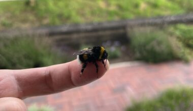 Kleine Hummel wärmt sich auf nach Regen